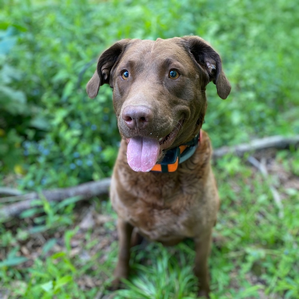 Meet your Posher, Maggie